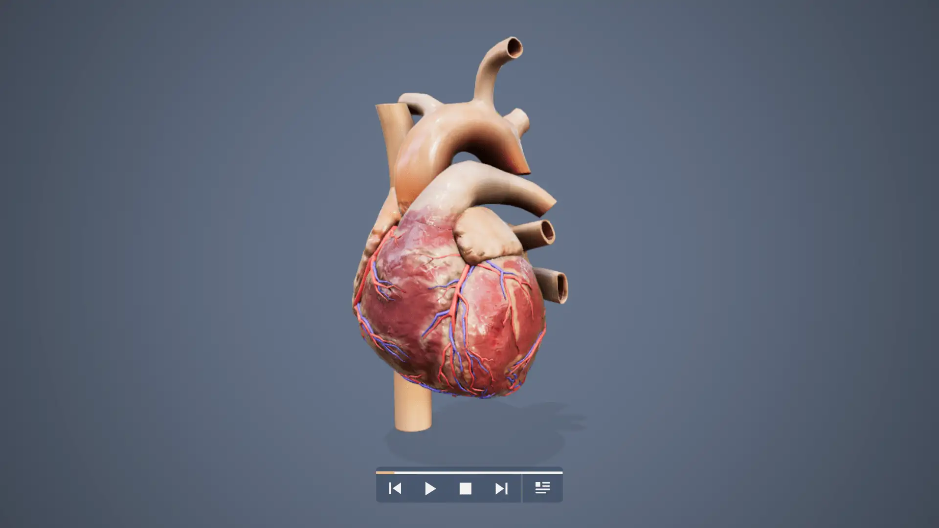 Human Heart